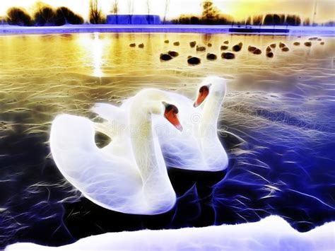 Cisnes Hermosos En Un Lago En La Puesta Del Sol Foto De Archivo