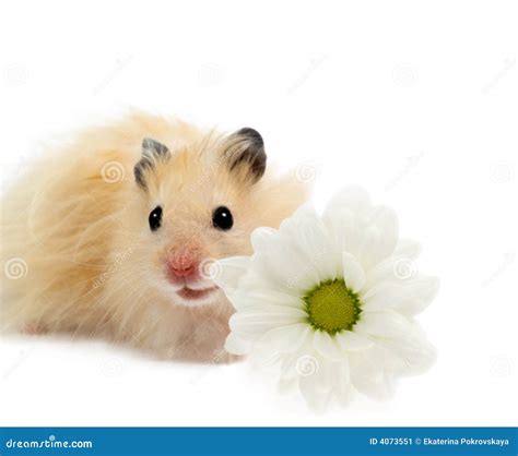 Hamster With Flower Stock Image Image Of Cute Small 4073551