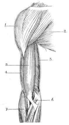 It is formally known as the triceps brachii muscle. Pin on anatomy and physiology