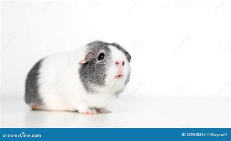 A Gray And White Guinea Pig On A White Background Stock Image Image