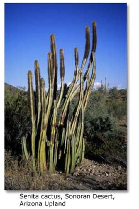 To take a look at each cactus species, just click on the link or the images in the table below. Desert food chain Plants: The Producers DesertUSA