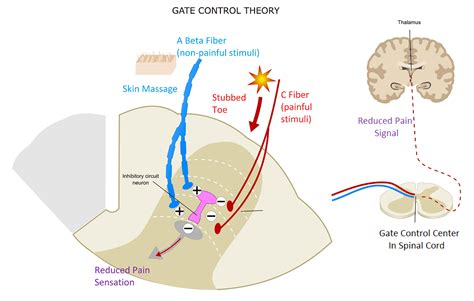 It was the first theory to introduce the concept that pain experience is not simply the result of a linear process that begins with the stimulation of pain pathways in the peripheral nervous system and. Pain Modulation: Reduce Your Pain Level | Buffalo Rehab ...