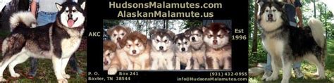 Hudsons Alaskan Malamutes Akc Bred For Temperment Quality And Size