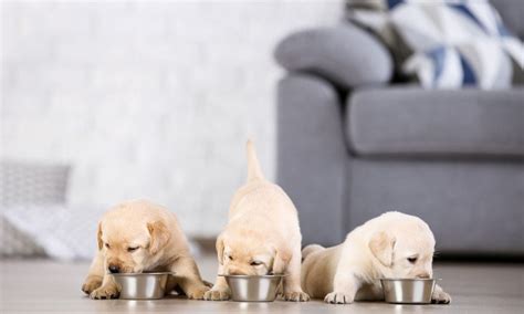 Puppy Schedule How Often Should I Feed My Puppy Bechewy
