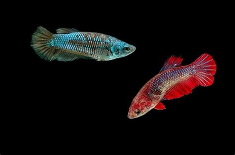 Since wild bettas have the advantage of morespace and less aggressive partners, they almost never die during breeding. How Do Betta Fish Mate (Complete Breeding Guide) - Fish ...