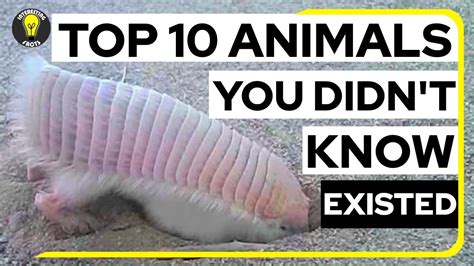 Top 10 Animals You Didnt Know Existed Youtube