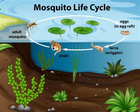 Drain, or put a few drops of oil on the surface, possibly w. How to Keep Mosquitoes Away From Your Pool