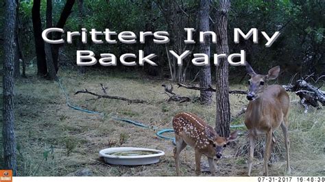Critters In My Back Yard In The Texas Hill Country In Hd Youtube