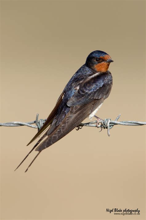Barn Swallow Hirundo Rustica Perched On Barbed Wire Fenc Flickr