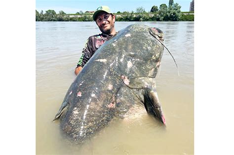 Italian Angler Reels In Giant Catfish Borneo Bulletin Online