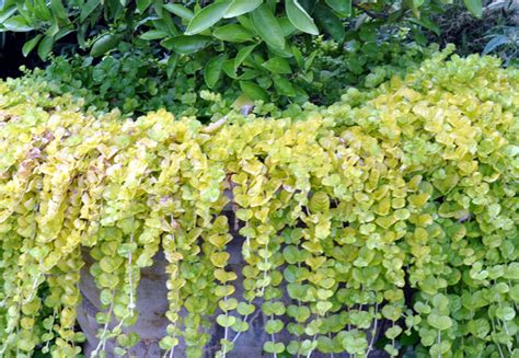 If you're gardening in a cool, humid coastal area, your plants need less water than those growing in hot, dry inland locations. Growing Golden Creeping Jenny | How to grow creeping jenny ...
