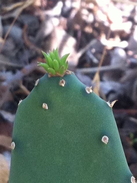 Live crassula baby necklace succulent | (4 inch). baby Cactus! | Baby cactus, Plant leaves, Cactus