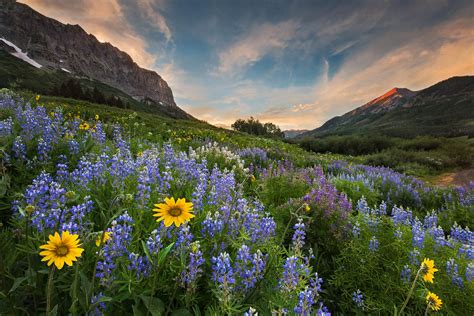 Crested Butte Wildflowers My Main Reason For Going To Colo Flickr