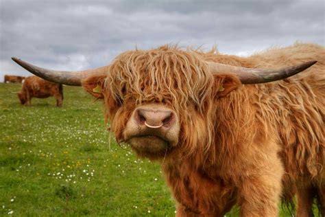 Pin By Glenda Nicholson On Scotland My Dream Highland Cow Animals Cow
