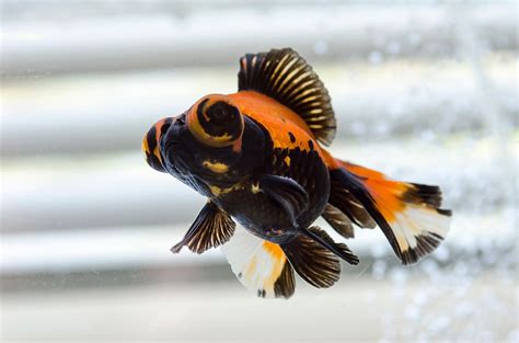 Butterfly Goldfish Care Guide Varieties Lifespan And More With