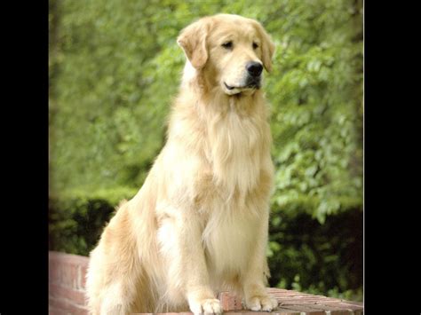 Asterling Golden Retrievers Puppies For Sale