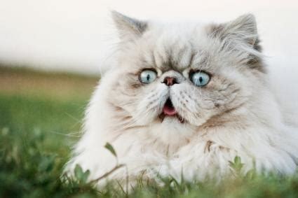 It is not hairball related. 7 Interesting Reasons for Feline Sneezing | LoveToKnow