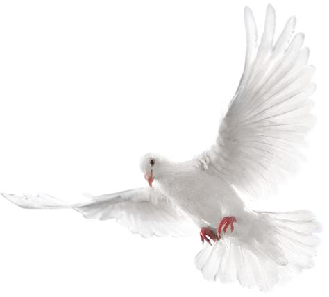 Free Dove Png Transparent Background Download Free Dove Png Transparent