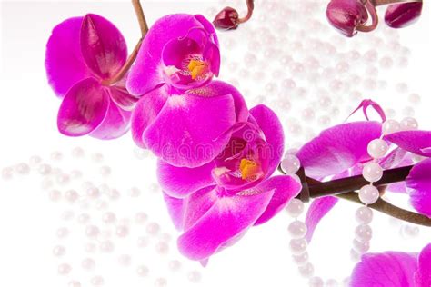 Flowers Of Pink Orchid And Beads From White Pearls Stock Photo Image
