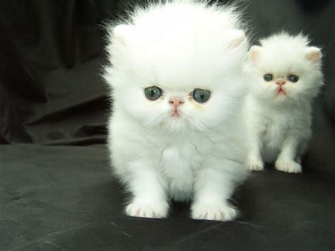 Guidance To Take Care Of Persian Teacup Kittens Cicats Persian
