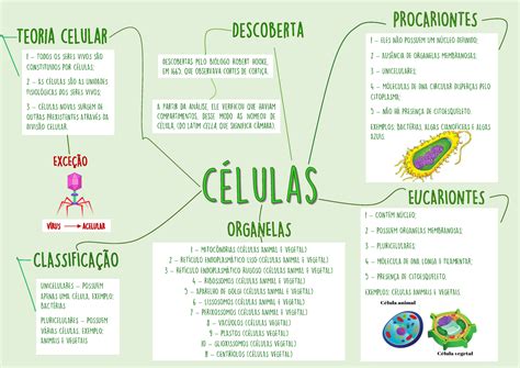Mapa Mental Celula Vegetal Materilea