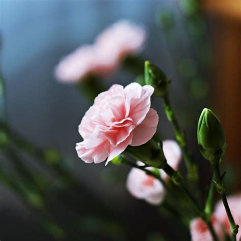 We did not find results for: Carnation meaning. Discover the true origins and symbolism ...