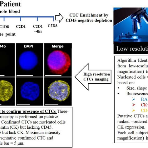 Representative Images Of MCRPC Patient CTCs With Quantitation Of