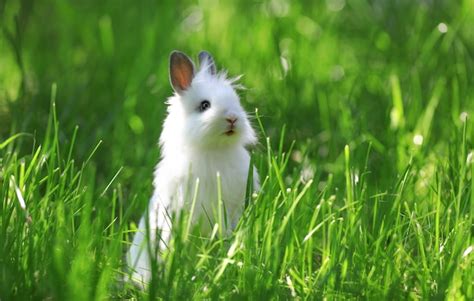 Premium Photo White Rabbit On Green Grass