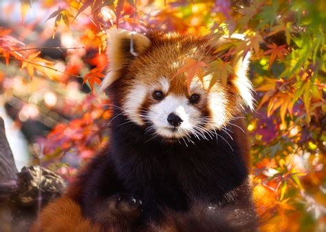Download Fall Animal Red Panda Hd Wallpaper