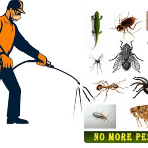 Bed Bugs Pest Control Service At Rs 1000visit Bed Bugs Control बेड