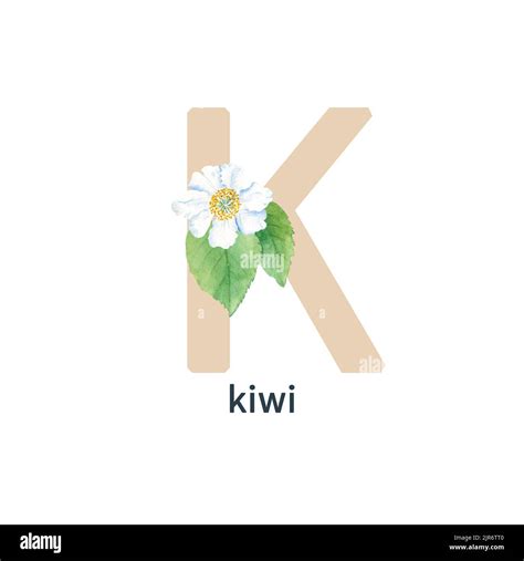 Letter K Kiwi Colorful Flower Abc Alphabet Watercolor Botanical