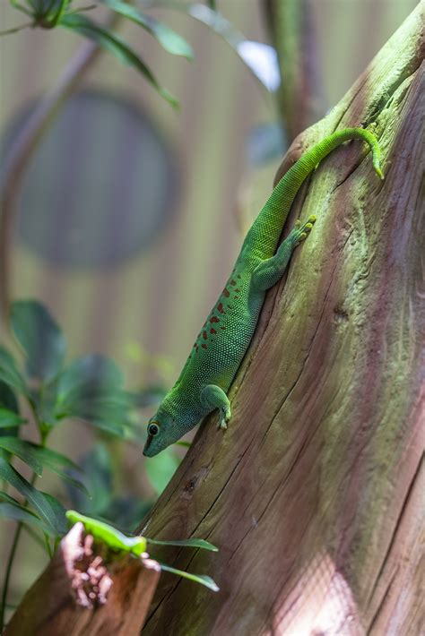 Gecko Phelsuma Grandis Entourage Studio Photographe Lyon