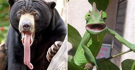 These 25 Hilarious Animal Making Silly Faces Will Make You Chuckle
