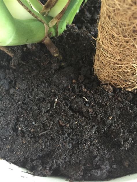 Tiny White Wormscaterpillars In Houseplant Soil