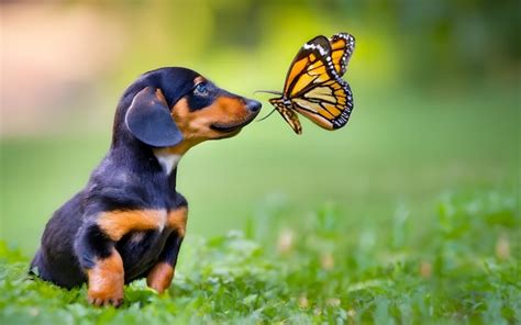 Premium Ai Image A Dog With A Butterfly On His Nose