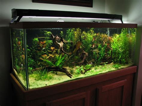 75 Gallon Aquarium Guide Equipments Fishes And Setup Ideas