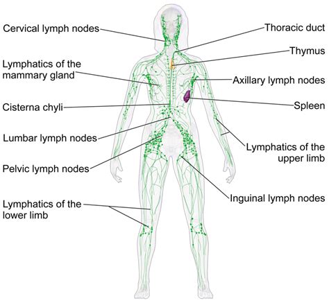 Enlarged Lymph Nodes After Covid 19 Vaccination Sytech Advisor