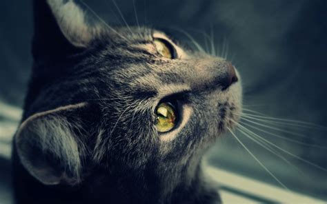 Find & download free graphic resources for cat wallpaper. Cat HD Desktop Background Pics | HD Wallpapers