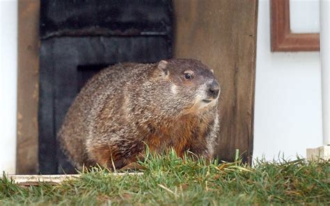 Groundhog Prediction 2024 Games - Tessy Germaine