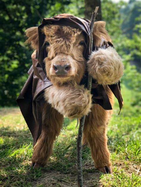 Highland cows babies are known to be fluffy and super cute. A Highland calf rejected by his mother at birth has grown ...