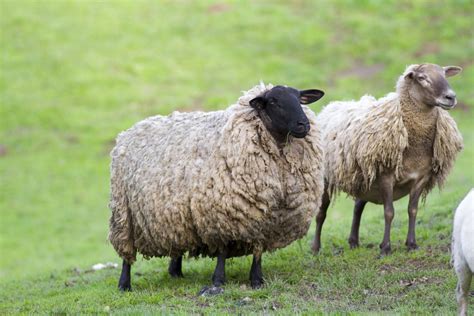 图片素材 农场 草地 野生动物 喇叭 毛皮 放牧 牧场 家畜 哺乳动物 羊毛 动物群 羊群 脊椎动物 牛山羊家庭