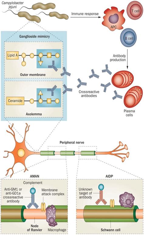 Published online 15 july 2014; Acute motor axonal neuropathy caused by Campylobacter ...