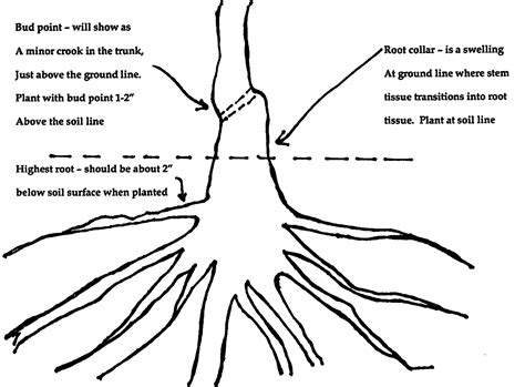 Bare Root Diagram Wells Medina Nursery