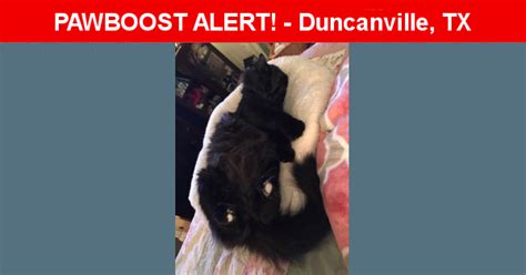 Lost Male Cat In Duncanville Tx 75116 Named Raven Id 4546565 Pawboost