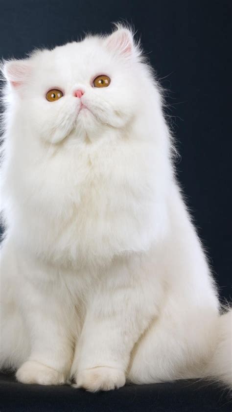 Low Resolution Persian Cat Cat Breeds Cats White Cats