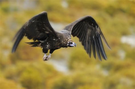 A Vultures Voyage Rewilding Europe