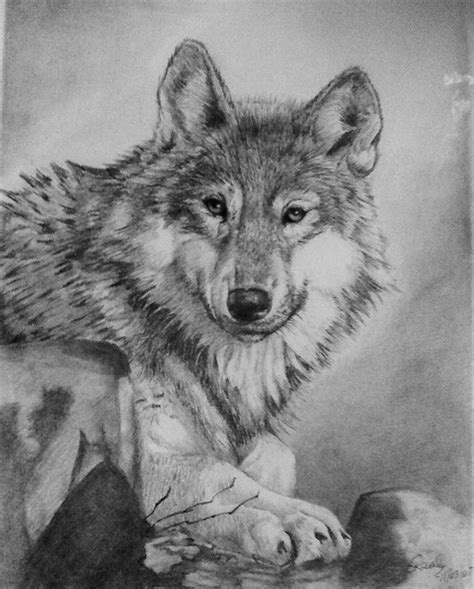 Drawing a realistic wolf is easier than you may think. Wolf Drawing (5 days). Do you like it? by xXxBoastancoxXx ...