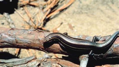 The connection i had with tayshia was very slow. Lizards That Look Like Snakes | Animals - mom.me