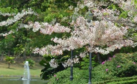 10 Small Trees For Your Garden Small Ornamental Trees