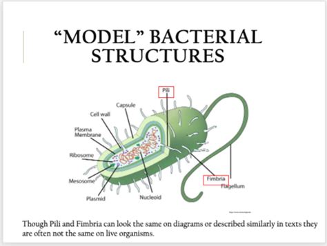 Bacterial Structure Flashcards Quizlet
